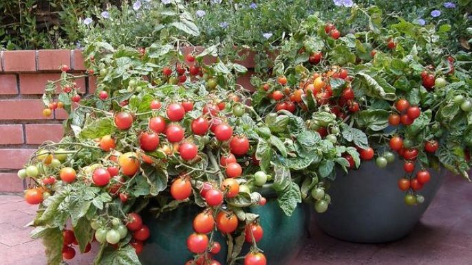 Cum să creşti răsaduri de roşii în ghivece. TRUCURI simple pentru grădina din balcon