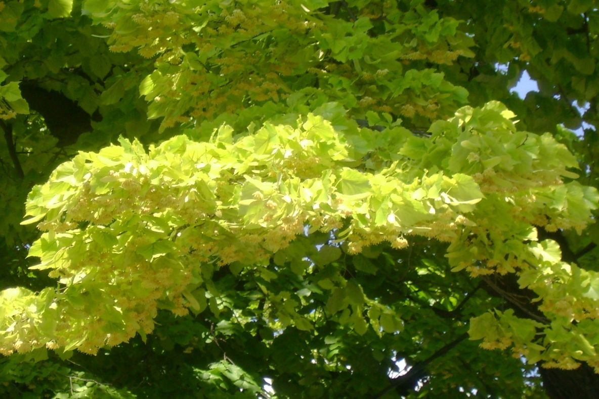 RUSALII. Trebuie să aveţi aceste flori în casă de RUSALII. Vă apără de blesteme!