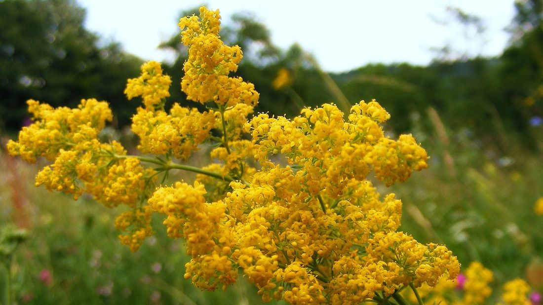 În Noaptea de Sânziene fetele îşi visează ursitul. Ce trebuie să facă înainte de a se culca