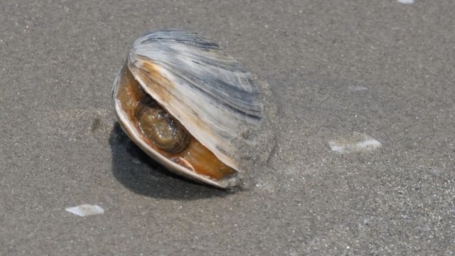 A găsit pe plajă o scoică ciudată. A deschis-o să vadă ce e înăuntru. Incredibil ce a ieşit din ea