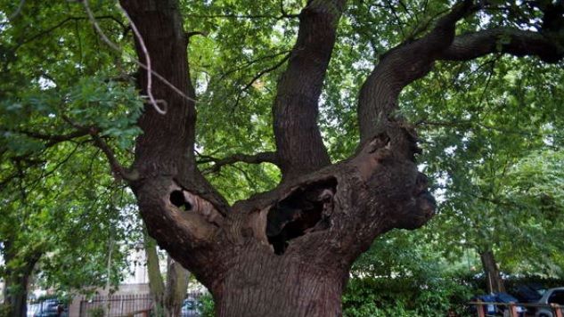 Stejarul diavolului. Popularitatea macabră a copacului care fascinează lumea