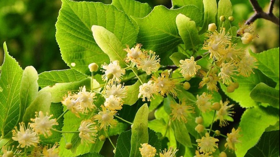 Vrei mai mulți pomi în grădină? Cum să plantezi și să ”crești” un tei