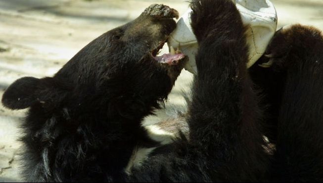 Vânătorii au doborât ursul vinovat de 4 atacuri ucigașe. Medicul veterinar l-a examinat și...ȘOC!