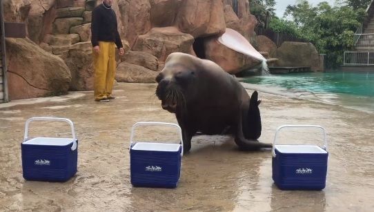 Rezultatul partidei de deschidere de la EURO 2016, Franța - România, ghicit de leul de mare Watson