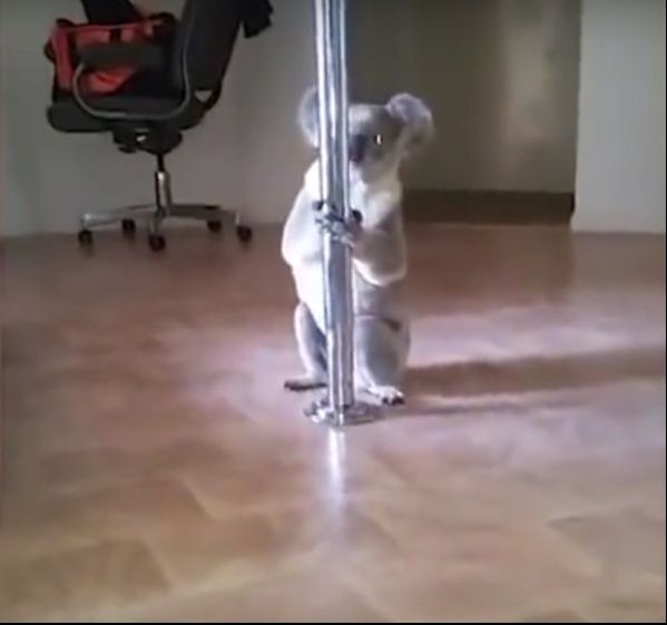 Un ursuleţ koala a intrat în casa unei dansatoare la bară. Cum l-a găsit femeia e INCREDIBIL