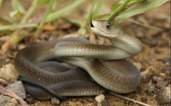 A găsit pielea unui șarpe în sufragerie. Ce a urmat după ce a făcut descoperirea terifiantă