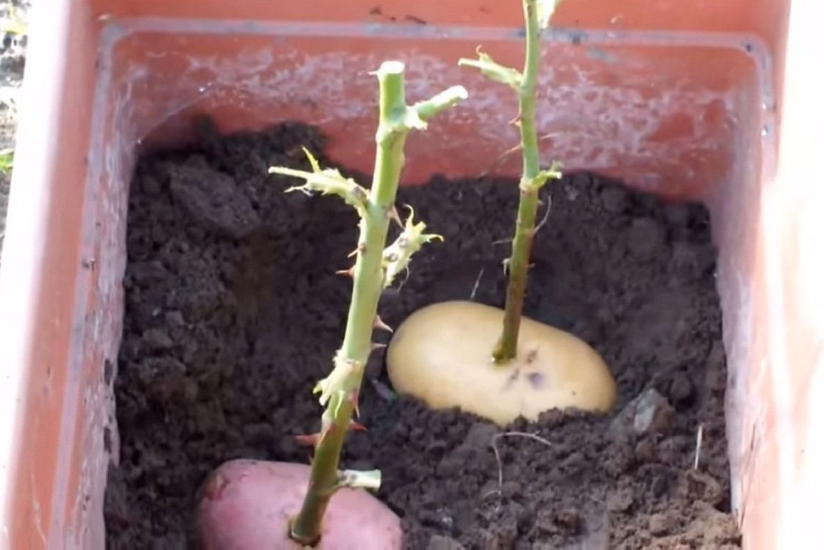 A găsit o tulpină de trandafir prin curte. Se juca şi a înfipt-o într-un cartof. Ce ieşise a doua zi