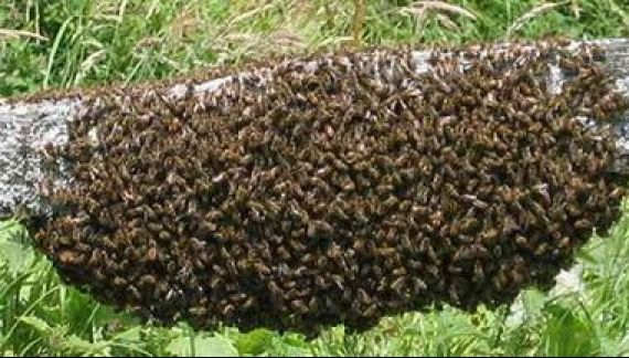 Un roi de albine a reuşit să întrerupă un meci de fotbal