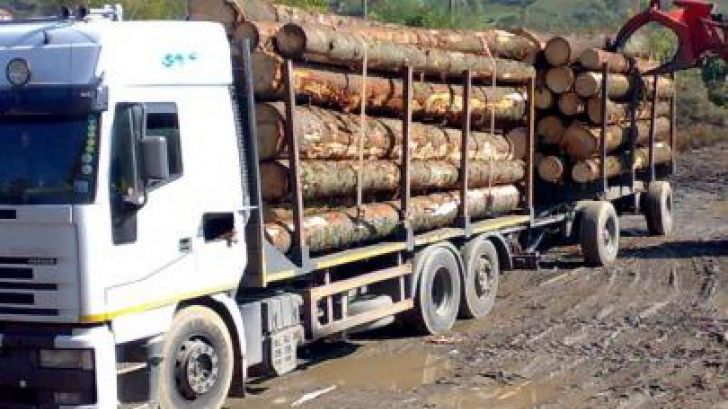 AZI, ora 18: Mafia lemnului UCIDE păduri și oameni. Dezvăluiri șocante la Culisele Statului Paralel