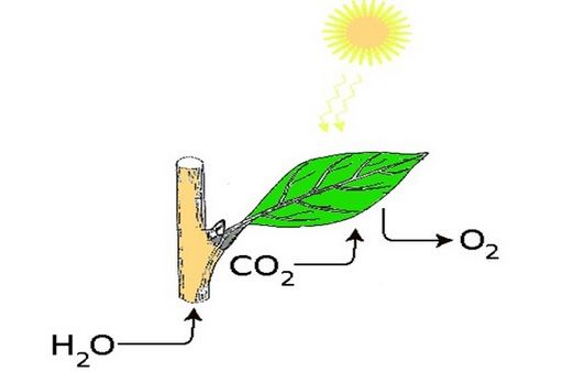 BAC 2016 Subiecte BIOLOGIE. AVEM subiecte şi BAREM complet Anatomie - Biologie Bac 2016