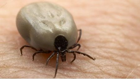 Un mare fotbalist, aproape de dramă: a făcut pareză facială după ce a fost muşcat de o căpuşă