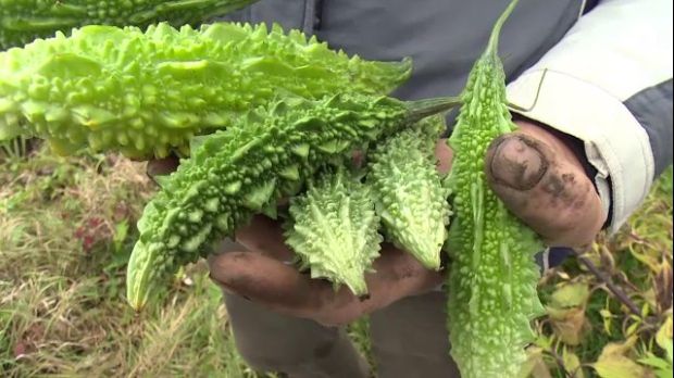 Cum arată și ce proprietăți are castravetele amar, considerat mai scump decât aurul