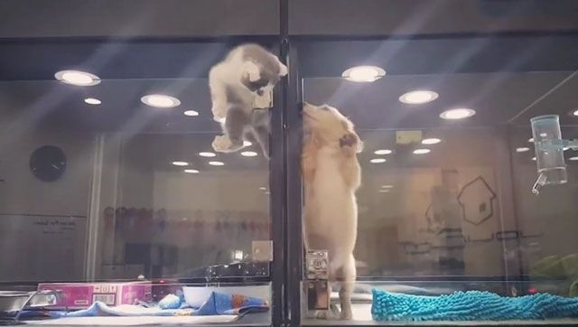 Atenţie, imagini cu impact emoţionat puternic! O pisică evadează dintr-o cuşcă şi...