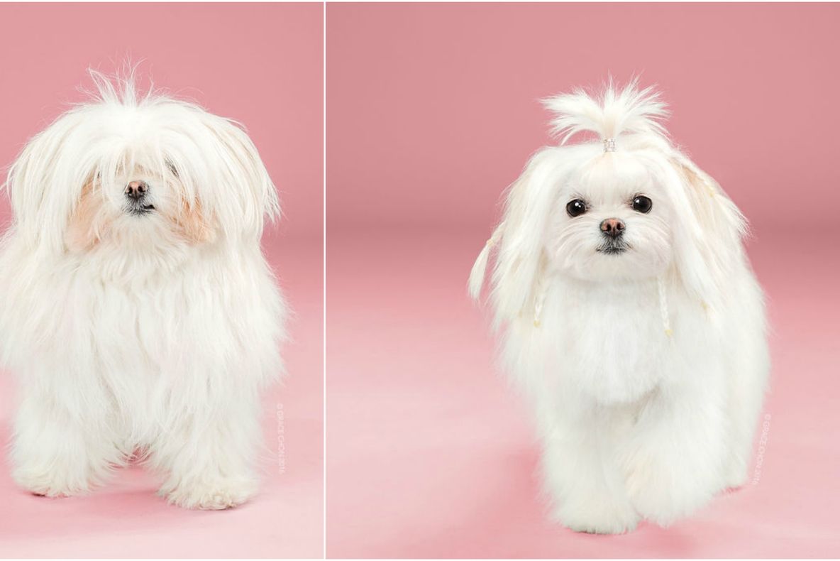 Atenţie, imagini cu grad ridicat de drăgălăşenie! Cum arată căţeii înainte şi după ce au fost tunşi