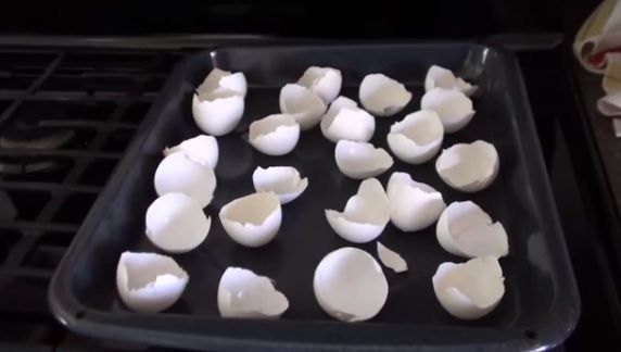 A pus coji de ou în tavă şi le-a dat la cuptor. Motivul te va şoca! Trebuie să încerci