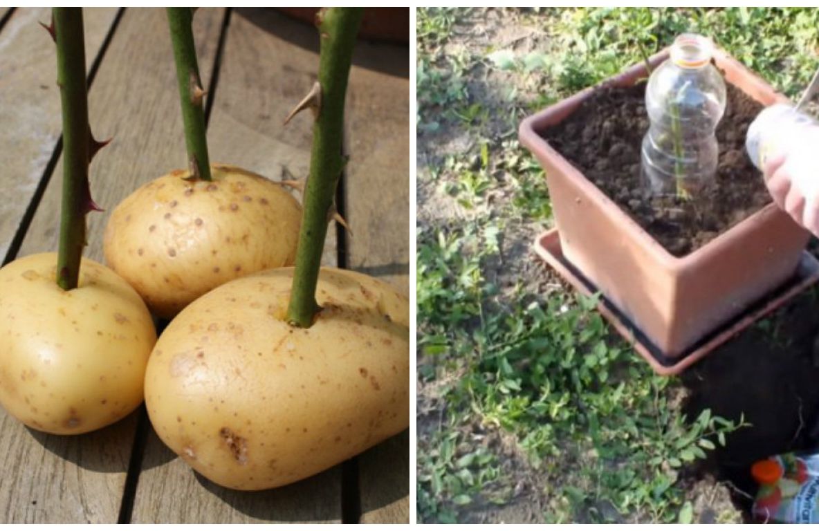 A înfipt trandafirul într-un cartof. A doua zi, când a văzut efectul, a rămas fără cuvinte