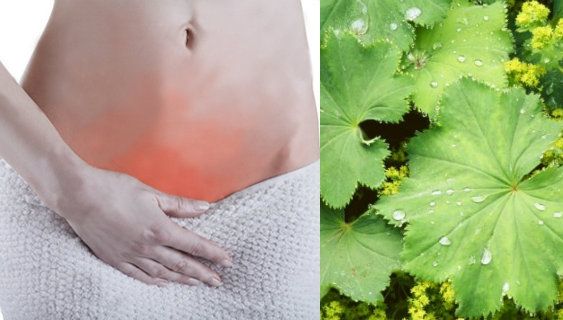 Crețișoara, tratament pentru o mulțime de probleme femeiești! De ce boli te scapă planta minune