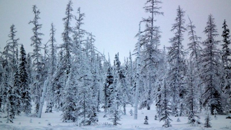 Descoperire şocantă într-un copac din Siberia. Nimeni nu ştie cum a ajuns acolo