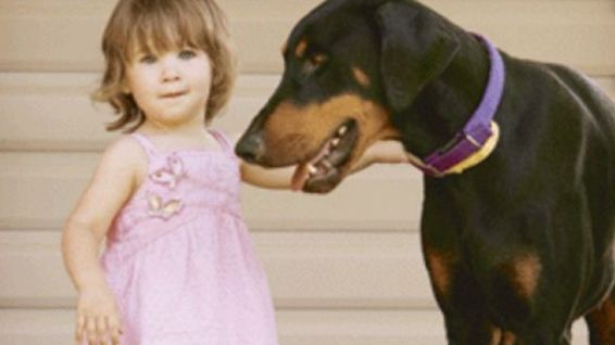 Au lăsat fetiţa de 2 ani singură cu Dobermanul în curte. Când s-au întors acasă, S-AU ÎNGROZIT!