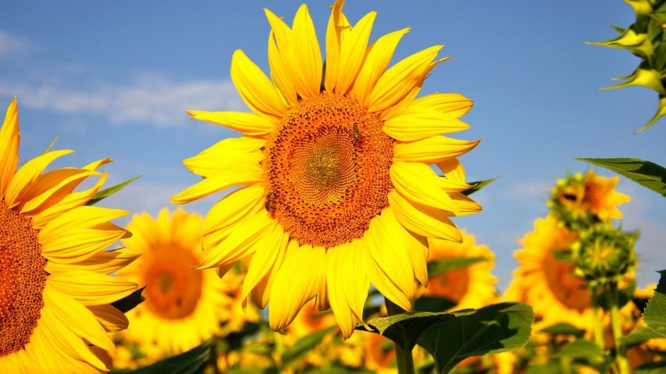 Ştiai că poţi face ceai din frunze şi petale de floarea-soarelui? Beneficiile sunt incredibile!