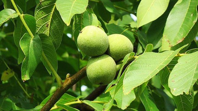  A băut în fiecare seară câte o cană de ceai de frunze de nuc. E incredibil ce s-a întâmplat 