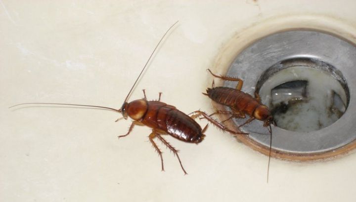 Aceasta este cea mai simplă metodă prin care scapi definitiv de gândacii de bucătărie