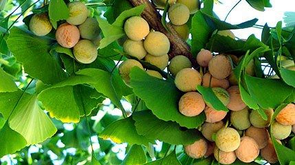 Această plantă îţi poate salva viaţa. Cum trebuie consumată