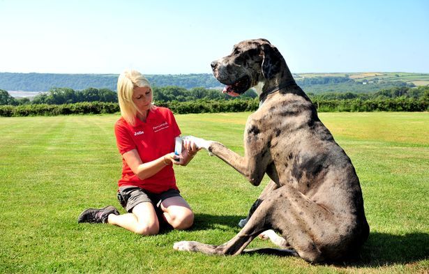 Cum arată cel mai mare câine din lume. Doarme 22 de ore pe zi şi are o dietă specială