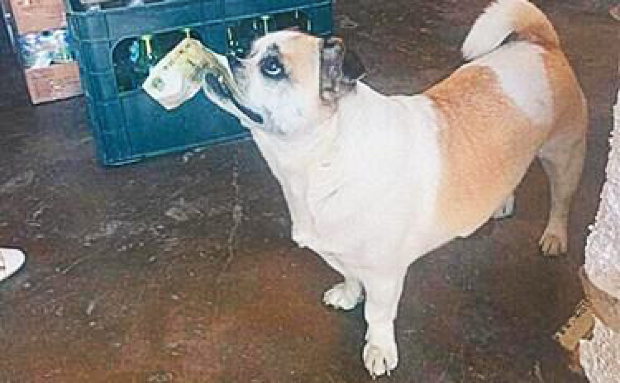 Ce face un câine din China singur, în fiecare zi. A devenit vedetă pe internet - FOTO