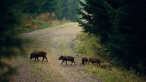 Accident cumplit: un mort. Şoferul unei maşini, preot, a încercat să evite un MISTREŢ ieşit pe şosea
