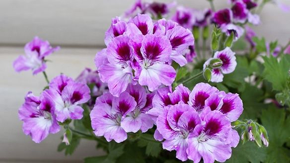 Cum să ai cele mai frumoase MUŞCATE în balcon. Pune ASTA în apă când le uzi şi vei vedea diferenţa 