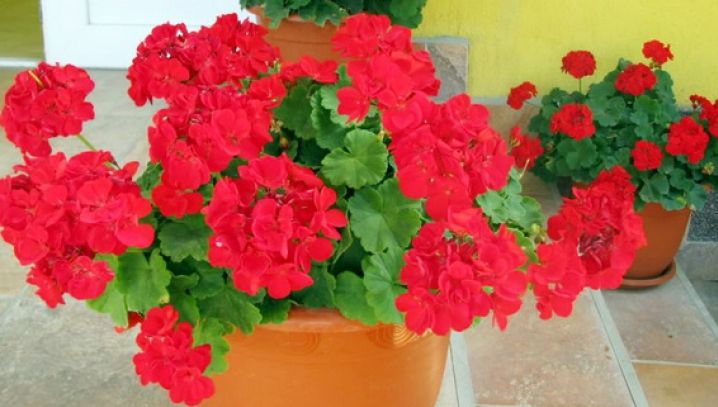 Vrei să ai MUŞCATE de invidiat în balcon? Urmează aceste sfaturi simple şi IEFTINE