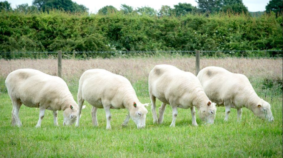 Oaia Dolly revine! Cercetătorii au creat alte patru clone  