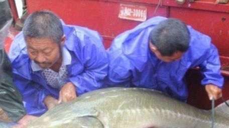 Monstrul din adâncuri: ce au scos pescarii din apă. Ar putea proveni din epoca dinozaurilor