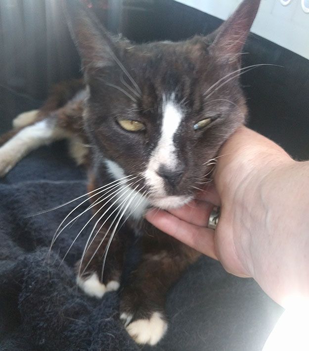 Au găsit o pisică abandonată pe străzile din Paris. Ce au aflat despre ea i-a șocat. ”E imposibil”