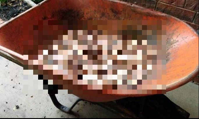 Au mers să-și recupereze sculele din roabă. SURPRIZĂ! Deveniseră milionari. Ce au descoperit