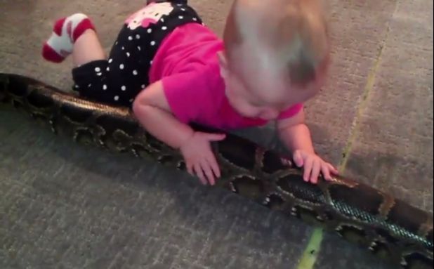 ȘOCANT! Și-a lăsat bebelușul singur cu un piton de patru metri. Ce s-a întâmplat cu copilul