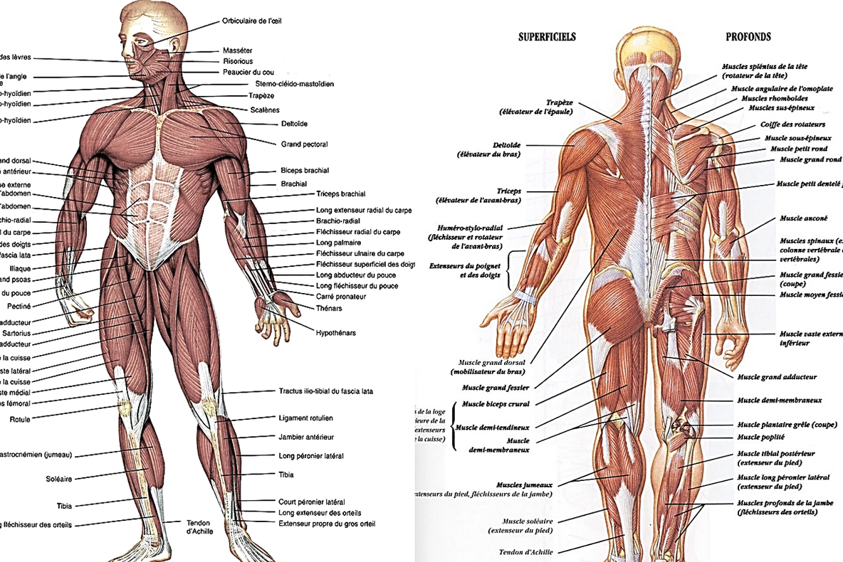 Subiecte BAC Anatomie 2016. Vezi AICI subiecte la Anatomie - Bacalaureat 2016