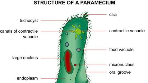 Subiecte Bacalaureat Biologie 2016. Ce subiecte au primit elevii la Biologie