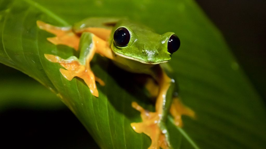 SUBIECTE BIOLOGIE BAC 2016. Subiecte şi barem la anatomie şi biologie vegetală