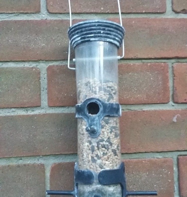 Au plecat la muncă, iar când s-au întors au avut un şoc. Cine era captiv, în grădina lor