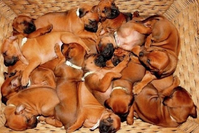 Găsește pisica în coșul cu căței. Cel mai bun a reușit în mai puțin de 10 secunde