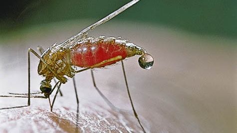 Descoperire uimitoare. Ce obiect alungă toți țânțarii