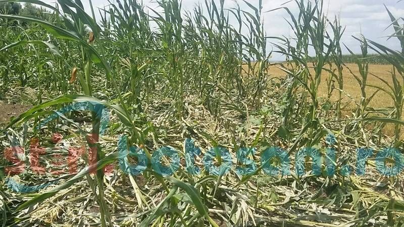 Alertă într-un judeţ din România, din cauza porcilor mistreţi: "Situaţia a devenit periculoasă"