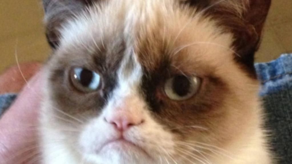 Fotografia de 500.000 de euro cu cea mai celebră pisică de pe internet