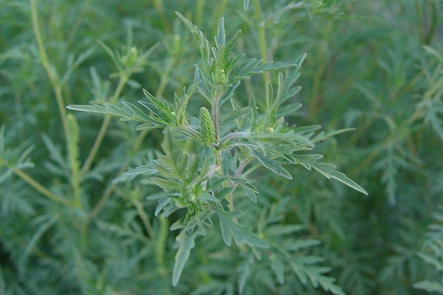 Ai această plantă în curte? Distruge-o urgent! Ai putea fi amendat cu 10.000 de lei