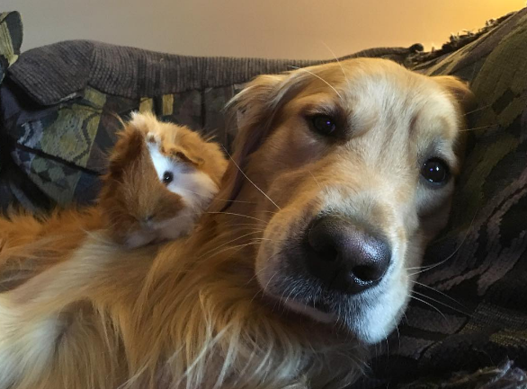 Cele mai ciudate SELFIE-uri din lume. Animale din rase diferite, prietene la cataramă