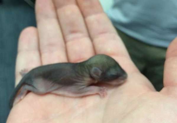 A găsit un animăluţ. Credea că e câine. L-a luat acasă. A crescut. S-a CUTREMURAT când a văzut ce e