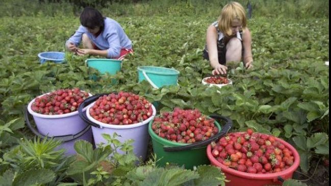 Autoritățile confirmă primele măsuri împotriva societăților care exploatează români în Spania