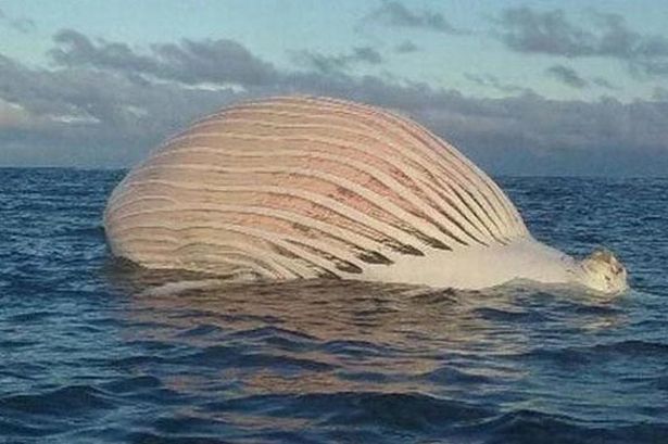 Erau cu barca la pescuit când a apărut MONSTRUL. Au apucat să facă o poză. Apoi..